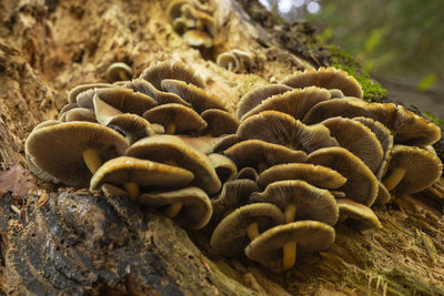 mushroom