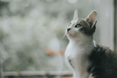 Close-up of a cat looking away