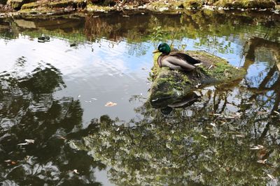 Duck swimming in lake