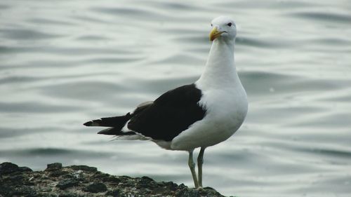 Close-up of bird in water