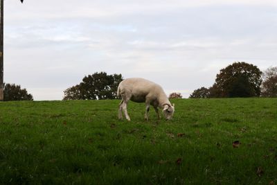 Sheep grazing in a field