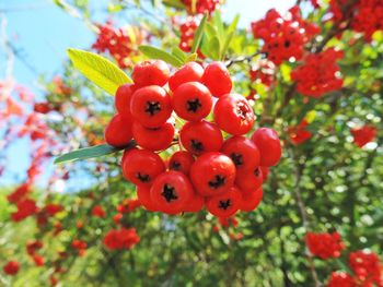 Close-up of red flowers