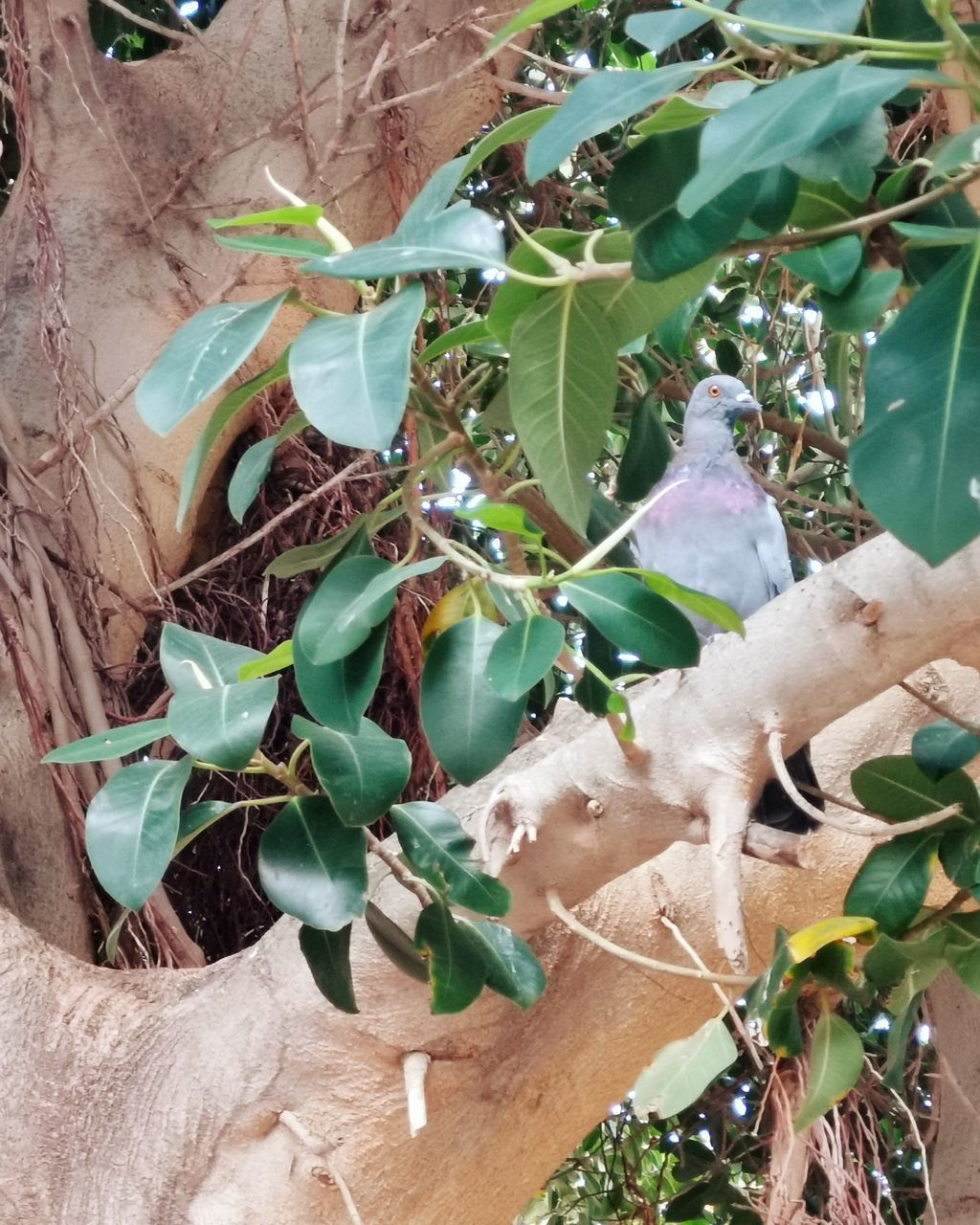 HIGH ANGLE VIEW OF TREE GROWING ON PLANT