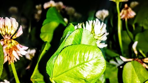 Close-up of flowering plant leaves