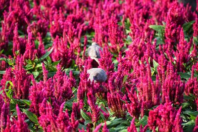 Close-up of pink flowering plants
