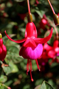 Close-up of fresh pink flowers blooming outdoors