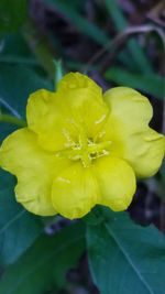 Close-up of yellow flower