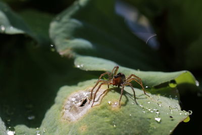 Close-up of ant on leaf