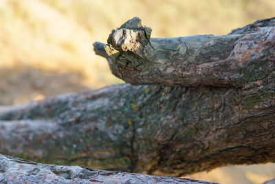 Close-up of rock on tree