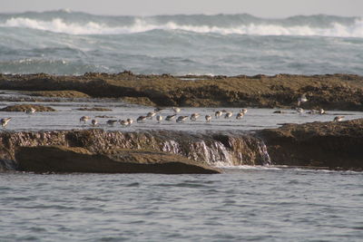 Birds perching in river