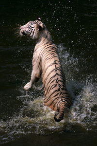 Tiger in a lake