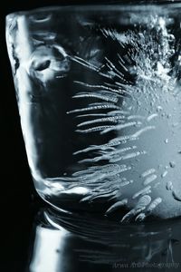 Close-up of jellyfish in water