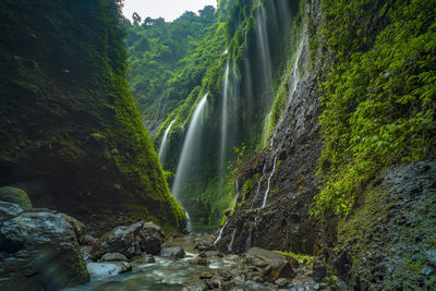 Scenic view of waterfall in forest at madakaripura waterfall in sukapura, probolinggo, indonesia