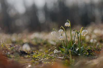 Close-up of flowering plants on field