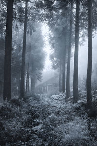 Sunlight streaming through trees in forest