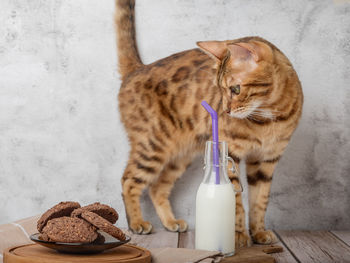 Domestic cat drinks fresh milk from a bottle through a straw.