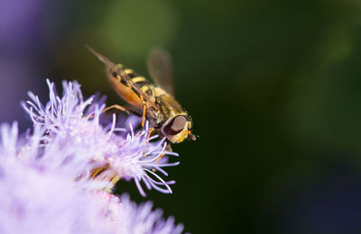 Close-up of insect on purple flower