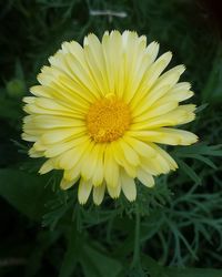 Close-up of yellow flower