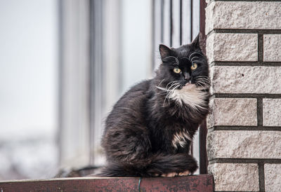 Portrait of black cat sitting on window