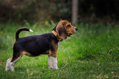 Side view of a dog looking away on field