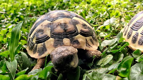 Close-up of turtle in field