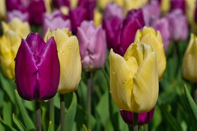 Close-up of pink tulip