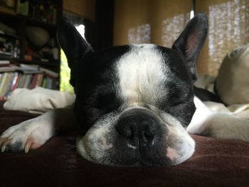 Close-up of a dog resting at home