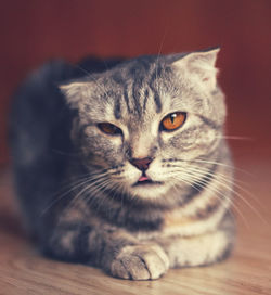 Close-up portrait of a cat