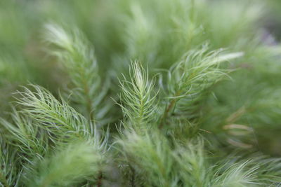 Close-up of pine tree