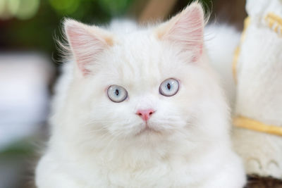 Close-up portrait of white cat