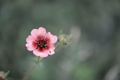 Close-up of pink flowering plant