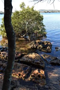 Trees growing on rocks