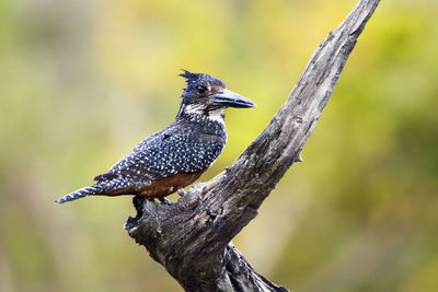 Close-up of bird perching on tree