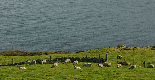 Flock of sheep grazing on landscape by sea