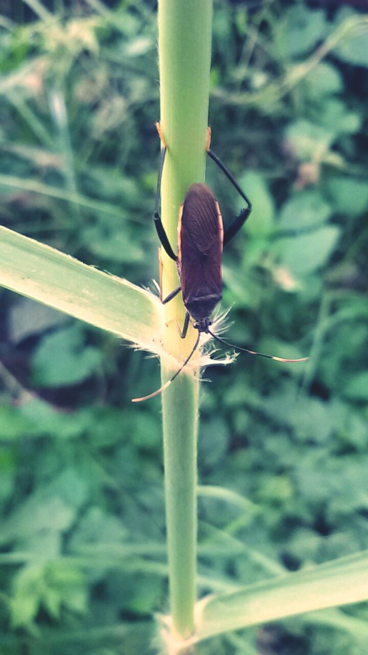 insect, close-up, focus on foreground, one animal, plant, growth, animals in the wild, wildlife, animal themes, nature, stem, fragility, green color, dragonfly, beauty in nature, freshness, flower, outdoors, day, no people