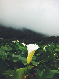 Close-up of white flowers blooming in field