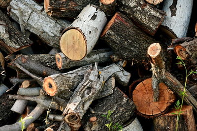 Close-up of logs in forest