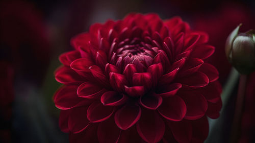 Close-up of red flower