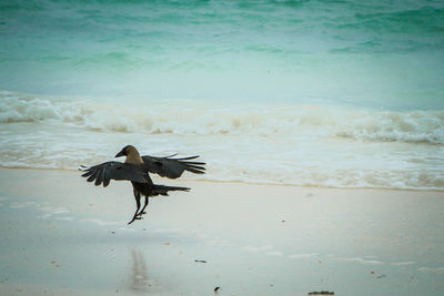 Bird on beach against sea