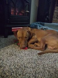 Dog resting on rug at home