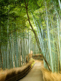 Footpath amidst bamboo plants in forest
