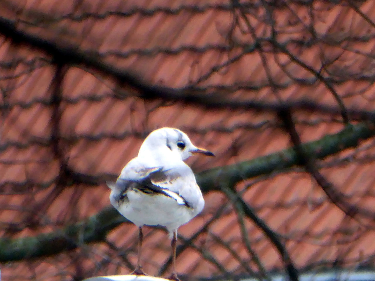 CLOSE-UP OF BIRD PERCHING ON OUTDOORS