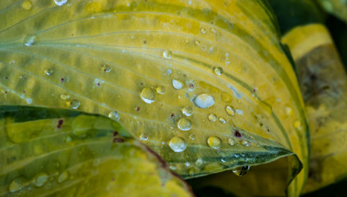 Close-up of water drops on yellow leaves