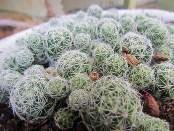 High angle view of cactus plants