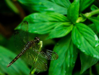 Close-up of insect on leaf