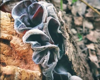 Close-up of dried plant on rock