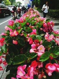 Close-up of pink flowers