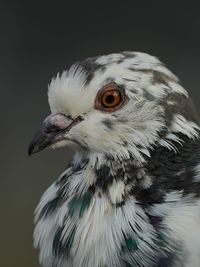 bird