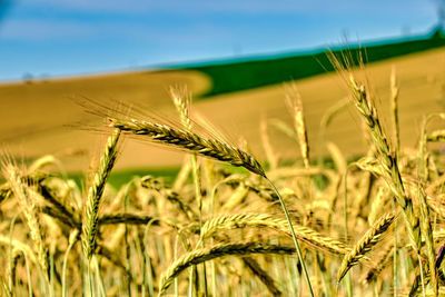 Close-up of stalks in field