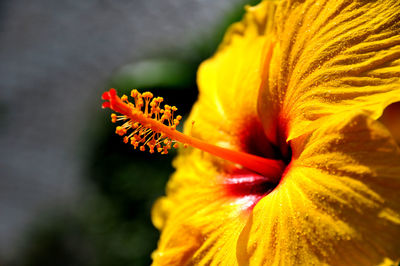 Close-up of yellow hibiscus 